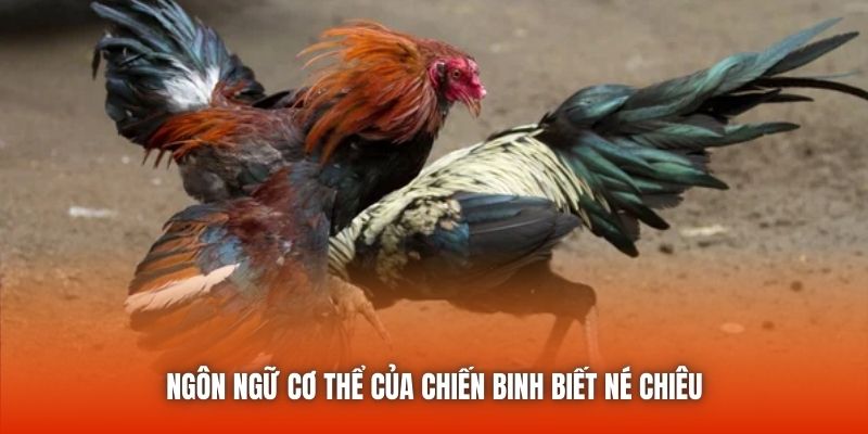 Ngôn ngữ cơ thể của chiến binh biết né chiêu