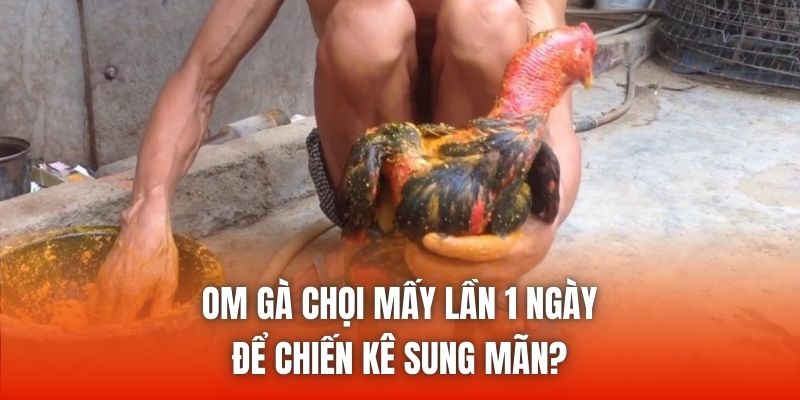 Om gà chọi mấy lần 1 ngày để chiến kê sung mãn?