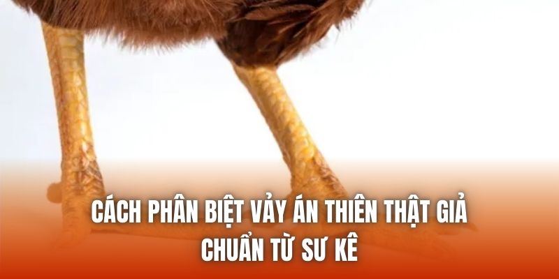 Cách Phân Biệt Vảy Án Thiên Thật Giả Chuẩn Từ Sư Kê