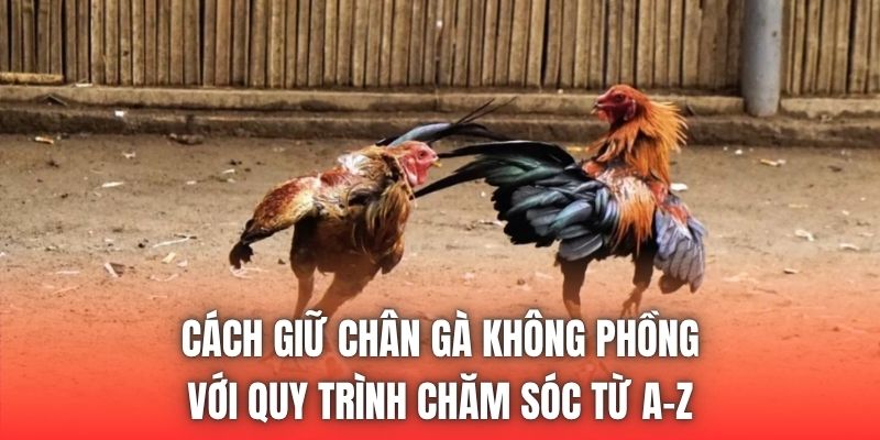 Cách Giữ Chân Gà Không Phồng Với Quy Trình Chăm Sóc Từ A-Z