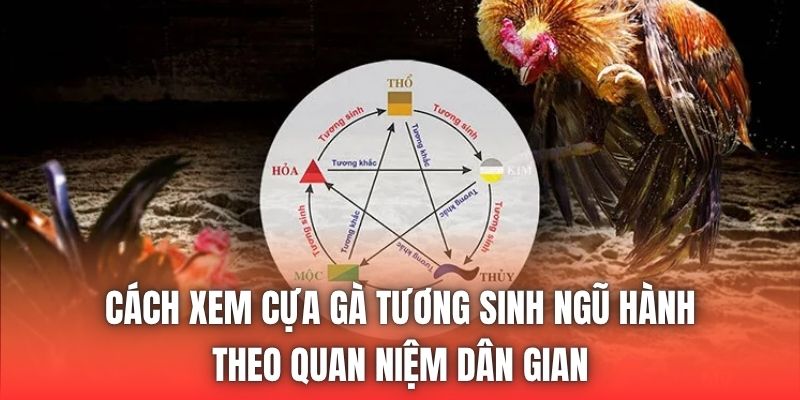 Cách Xem Cựa Gà Tương Sinh Ngũ Hành Theo Quan Niệm Dân Gian