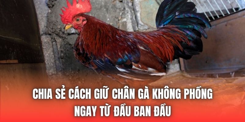 Chia sẻ cách giữ chân gà không phồng ngay từ đầu ban đầu
