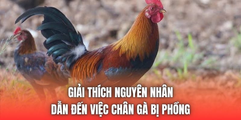 Giải thích nguyên nhân dẫn đến việc chân gà bị phồng