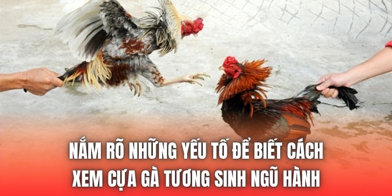 Nắm rõ những yếu tố để biết cách xem cựa gà tương sinh ngũ hành