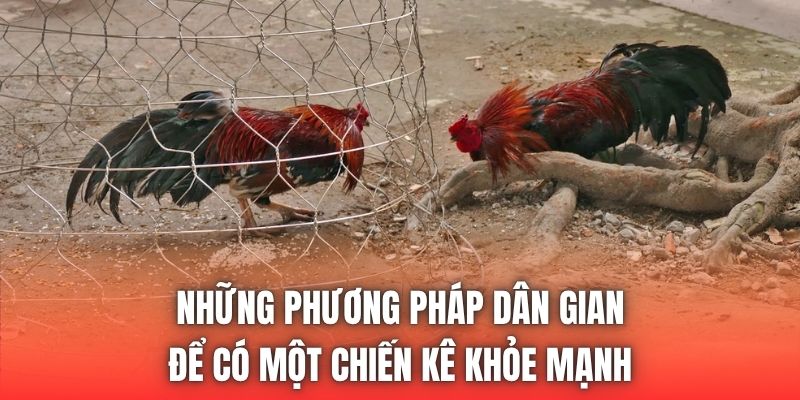 Những phương pháp dân gian để có một chiến kê khỏe mạnh